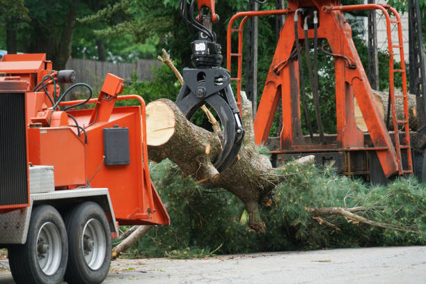 Best Tree Care Services  in Coweta, OK